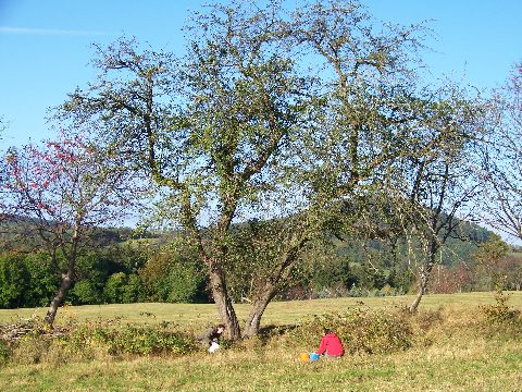 Holzäppelernte